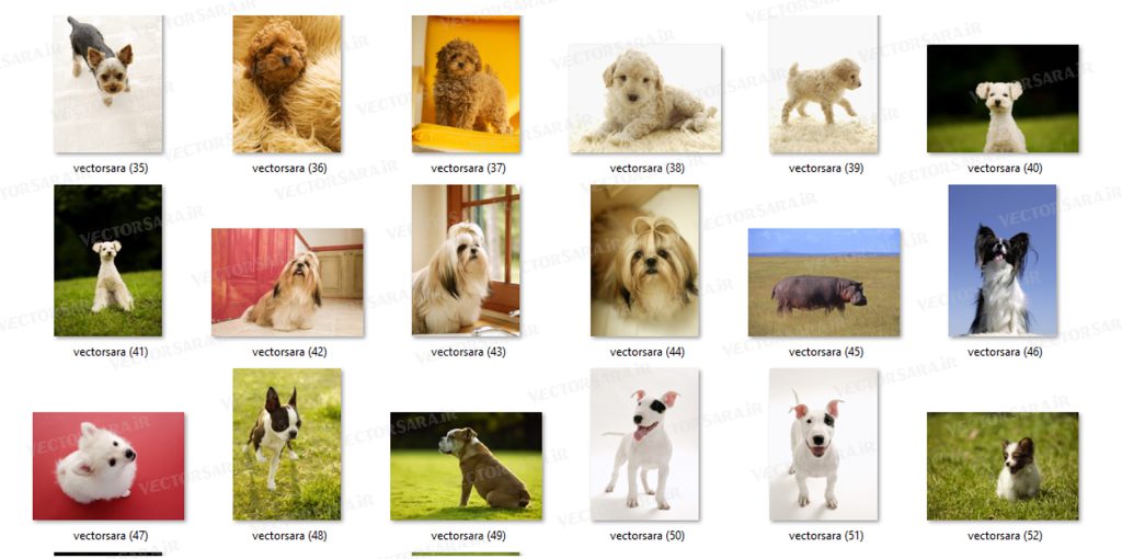 مجموعه عکس با کیفیت سگ